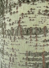 Einzelbild 3 Silber-Pappel - Populus alba