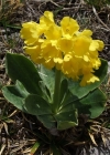Einzelbild 4 Aurikel - Primula auricula