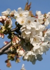 Einzelbild 4 Süsskirsche - Prunus avium