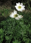 Einzelbild 2 Weisse Alpen-Anemone - Pulsatilla alpina subsp. alpina