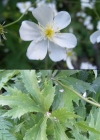Einzelbild 4 Platanenblättriger Hahnenfuss - Ranunculus platanifolius