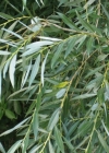 Einzelbild 3 Silber-Weide - Salix alba
