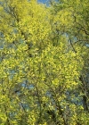 Einzelbild 4 Silber-Weide - Salix alba