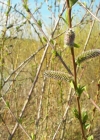 Einzelbild 4 Purpur-Weide - Salix purpurea