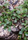 Einzelbild 3 Netz-Weide - Salix reticulata