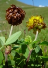 Einzelbild 3 Braun-Klee - Trifolium badium