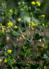 Einzelbild 4 Zweifelhafter Klee - Trifolium dubium
