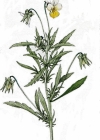 Einzelbild 3 Acker-Stiefmütterchen - Viola arvensis