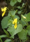 Einzelbild 3 Gelbes Berg-Veilchen - Viola biflora