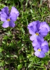 Einzelbild 3 Langsporniges Stiefmütterchen - Viola calcarata
