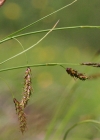 Einzelbild 4 Rost-Segge - Carex ferruginea