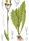 Einzelbild 2 Sumpf-Pippau - Crepis paludosa