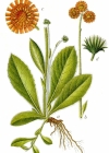 Einzelbild 3 Orangerotes Habichtskraut - Hieracium aurantiacum