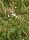 Einzelbild 2 Ross-Lauch - Allium oleraceum