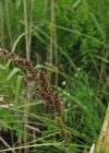 Einzelbild 3 Rispen-Segge - Carex paniculata