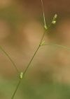 Einzelbild 4 Lockerährige Segge - Carex remota