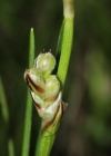Einzelbild 2 Niedrige Segge - Carex humilis