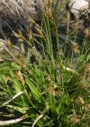 Einzelbild 2 Vogelfuss-Segge - Carex ornithopoda