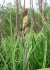 Einzelbild 2 Scharfkantige Segge - Carex acutiformis
