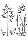 Einzelbild 4 Kleines Liebesgras - Eragrostis minor
