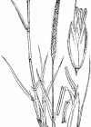 Einzelbild 3 Acker-Fuchsschwanz - Alopecurus myosuroides