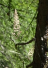 Einzelbild 3 Berg-Reitgras - Calamagrostis varia