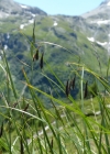 Einzelbild 3 Eis-Segge - Carex frigida