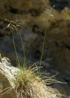 Einzelbild 3 Niedriger Schwingel - Festuca quadriflora