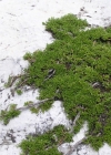 Einzelbild 4 Quendelblättrige Weide - Salix serpillifolia