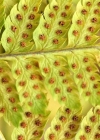 Einzelbild 4 Dorniger Wurmfarn - Dryopteris carthusiana