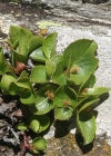 Einzelbild 4 Kraut-Weide - Salix herbacea
