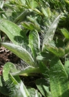 Einzelbild 4 Langhaariges Habichtskraut - Hieracium pilosella