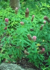 Einzelbild 3 Purpur-Klee - Trifolium rubens