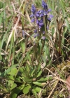 Einzelbild 2 Sumpf-Kreuzblume - Polygala amarella