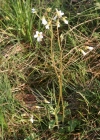 Einzelbild 2 Knöllchen-Steinbrech - Saxifraga granulata