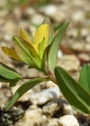 Einzelbild 4 Niederliegendes Johanniskraut - Hypericum humifusum