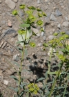 Einzelbild 4 Steppen-Wolfsmilch - Euphorbia seguieriana subsp. seguieriana