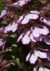 Einzelbild 4 Purpur-Knabenkraut - Orchis purpurea