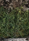 Einzelbild 4 Sichelblättriges Hasenohr - Bupleurum falcatum subsp. falcatum