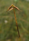 Einzelbild 2 Wenigblütige Segge - Carex pauciflora