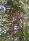 Einzelbild 3 Wald-Föhre - Pinus sylvestris