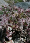 Einzelbild 3 Stein-Klee - Trifolium saxatile