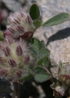 Einzelbild 4 Stein-Klee - Trifolium saxatile