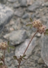 Einzelbild 5 Stein-Klee - Trifolium saxatile