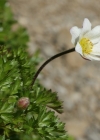 Einzelbild 5 Monte Baldo-Windröschen - Anemone baldensis