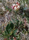 Einzelbild 5 Walliser Wundklee - Anthyllis vulneraria subsp. valesiaca
