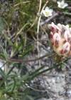 Einzelbild 6 Walliser Wundklee - Anthyllis vulneraria subsp. valesiaca