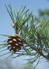 Einzelbild 7 Wald-Föhre - Pinus sylvestris