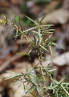Einzelbild 4 Gewöhnlicher Wacholder - Juniperus communis subsp. communis