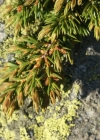 Einzelbild 8 Zwerg-Wacholder - Juniperus communis subsp. alpina